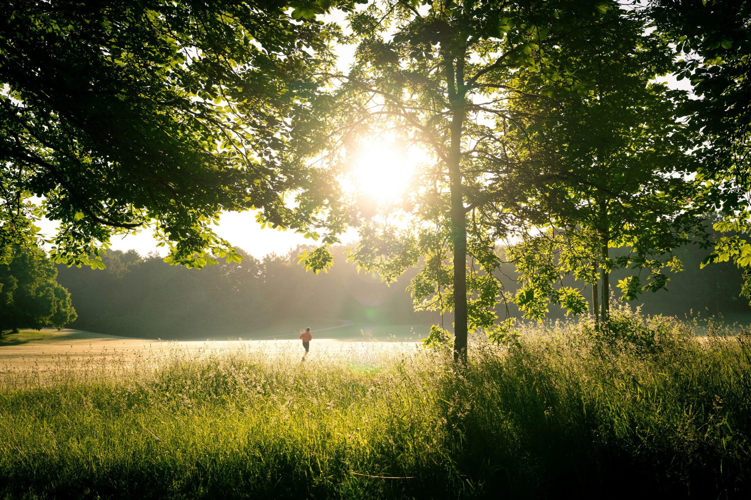 Hardloper in het bos